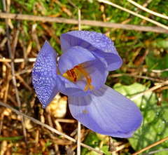 Crocus cancellatus mazziaricus