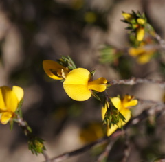 Pultenaea tenuifolia