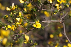 Pultenaea tenuifolia