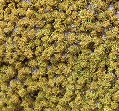 Tortella flavovirens