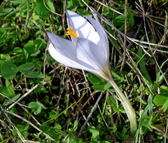 Crocus cancellatus mazziaricus