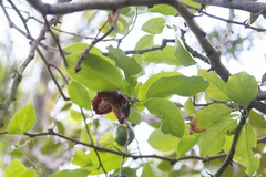 Hippomane mancinella