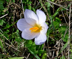 Crocus cancellatus mazziaricus