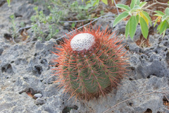 Melocactus macracanthos