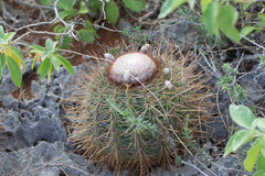 Melocactus macracanthos