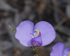 Swainsona procumbens