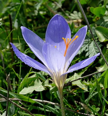 Crocus cancellatus mazziaricus