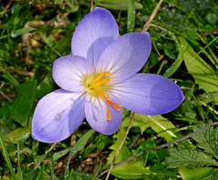 Crocus cancellatus mazziaricus