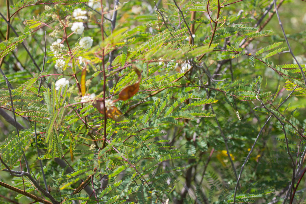 Acaciella glauca; photograph (c) avocat, some rights reserved (CC BY)