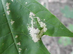 Phyllonorycter joannisi