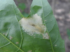 Phyllonorycter joannisi