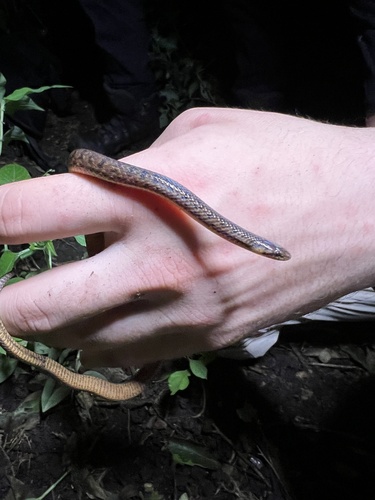 Photo of a Cope's Ground Snake (Atractus microrhynchus)