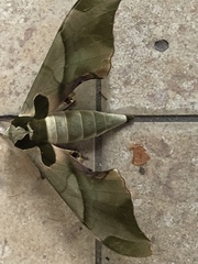 Adhemarius blanchardorum