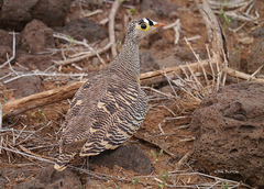Pterocles lichtensteinii