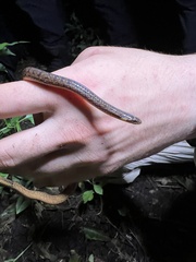 Cope's Ground Snake photo 4