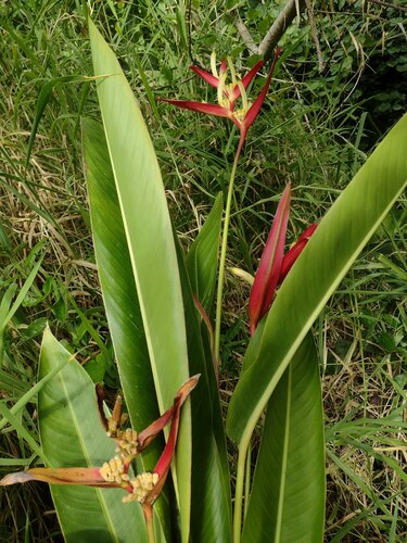 Heliconia psittacorum