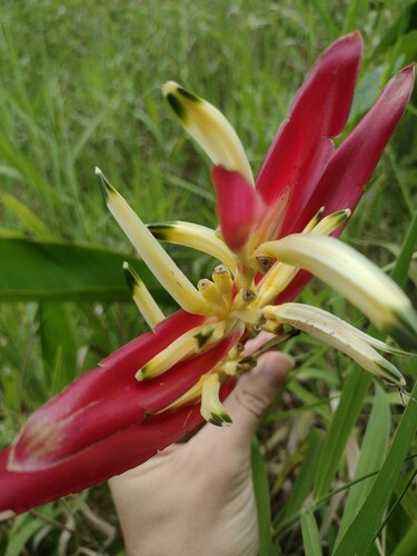 Heliconia psittacorum