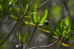 Stenostomum acutatum
