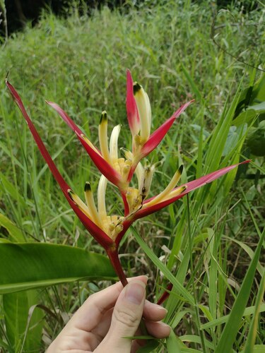 Heliconia psittacorum