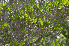 Stenostomum acutatum