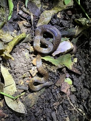 Cope's Ground Snake photo 5