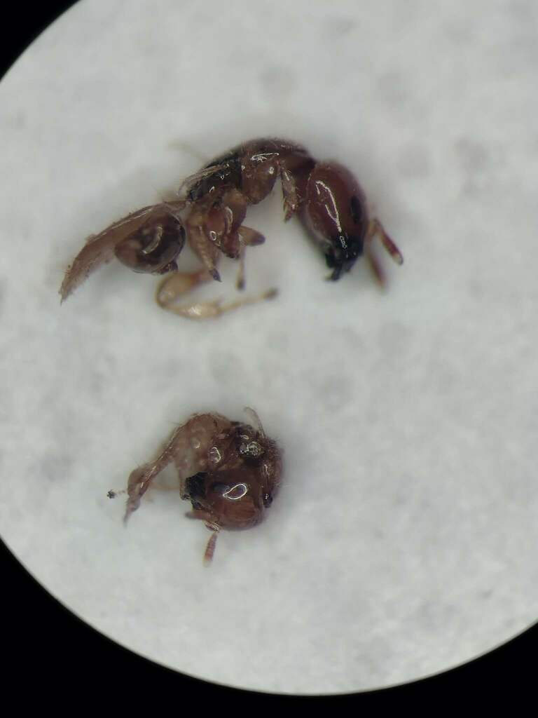 Fig wasp