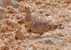 Pterocles lichtensteinii