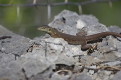 Cnemidophorus murinus