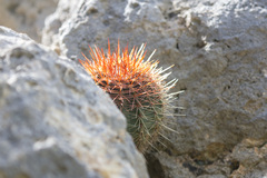 Melocactus macracanthos