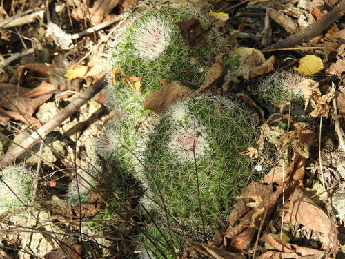 Image of Mammillaria beneckei by no rights reserved
