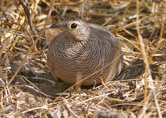 Pterocles lichtensteinii