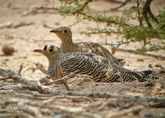 Pterocles lichtensteinii