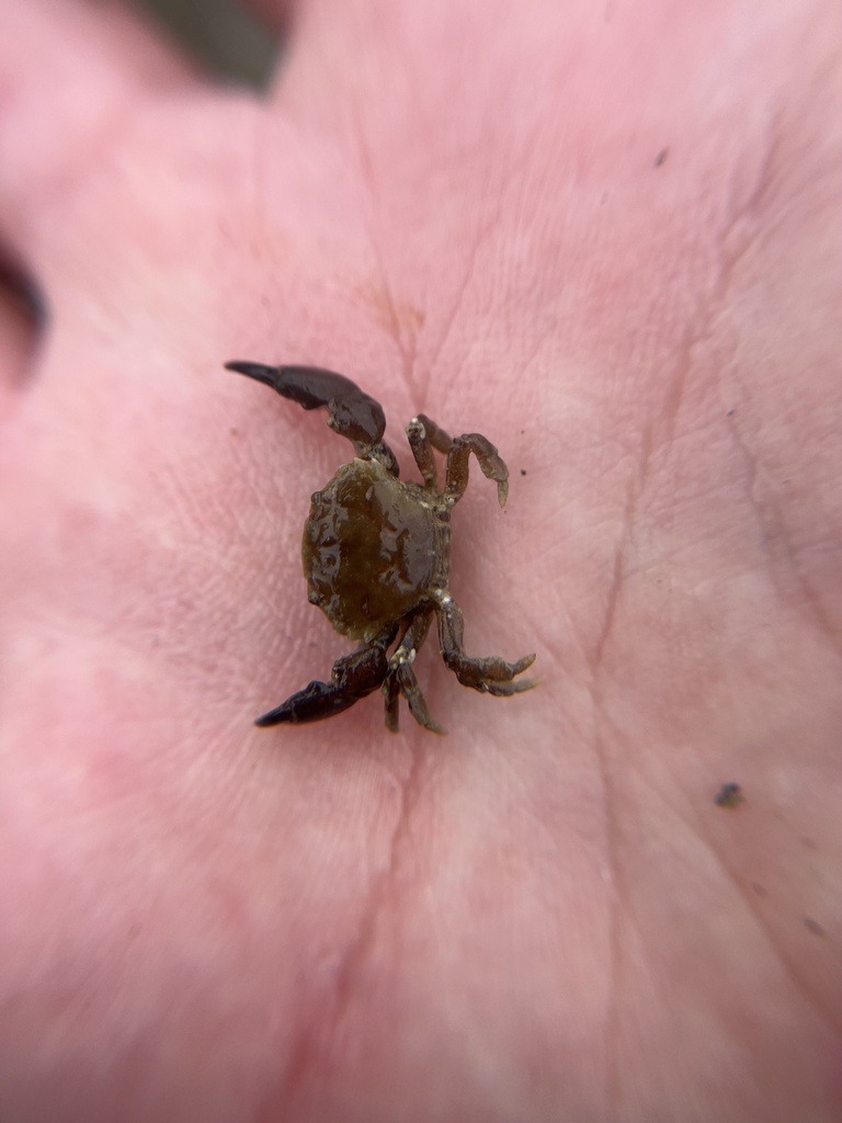 Lophopanopeus frontalis