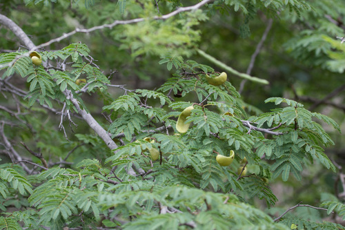 Libidibia coriaria, photograph 6