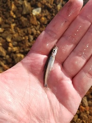 Notropis telescopus