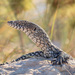 Perentie - Photo (c) Wayne and Pam Osborn, some rights reserved (CC BY-NC), uploaded by Wayne and Pam Osborn