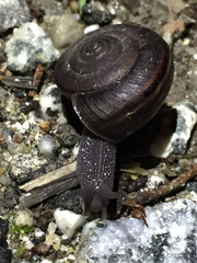 Helminthoglypta sequoicola