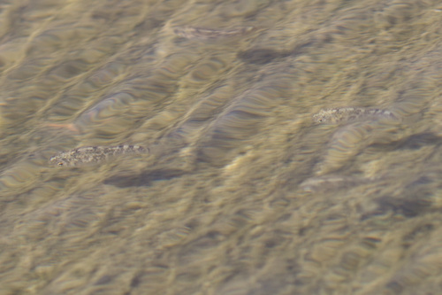 Cyprinodon dearborni
