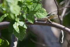 Cnemidophorus murinus