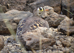 Pterocles lichtensteinii