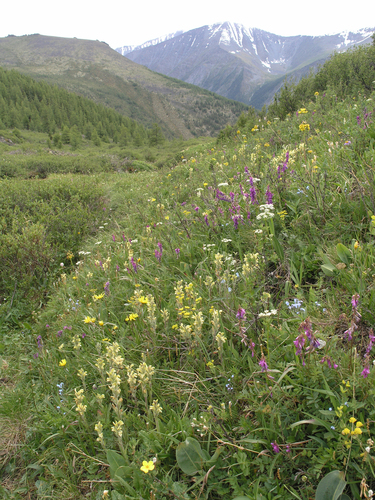 Pedicularis tristis, photograph 6