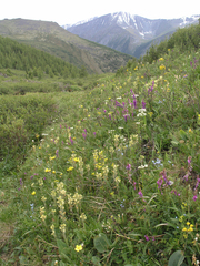 Pedicularis tristis, photograph (c) Oleg Kosterin, some rights reserved (CC BY)