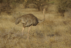 Somali Ostrich photo 2