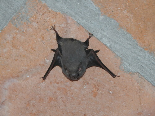Gray Sac-winged Bat