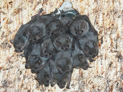 Hairy Fruit-eating Bat (Artibeus hirsutus)