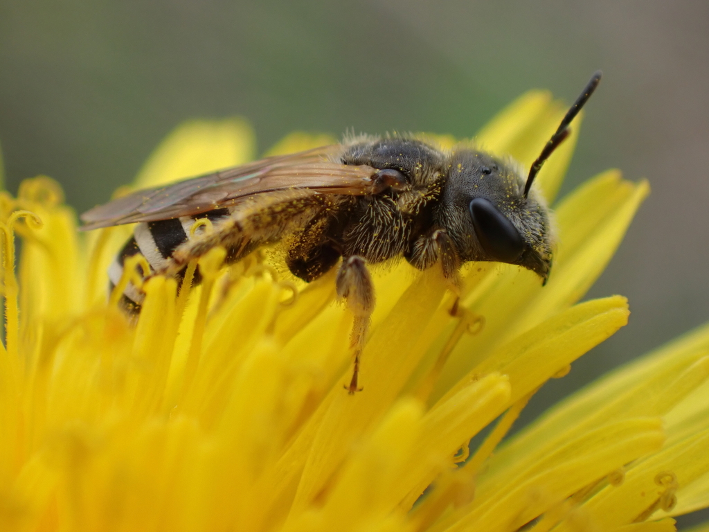 Ligated Furrow Bee