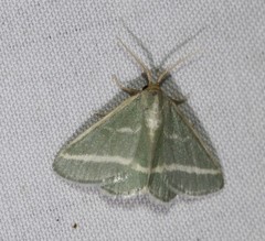 Mixocera latilineata