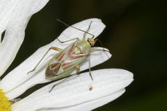 Calocoris roseomaculatus