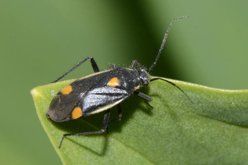 Gotiškoji Žolblakė nuotrauka