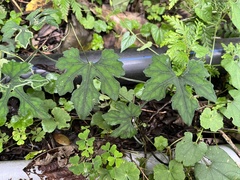 Trichosanthes laceribractea, photograph 黃美滿, CC BY, iNaturalist via GBIF